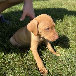 Lilys little orange - Golden rust male Vizsla puppy in Valparaiso, Indiana from Shepherd Family Vizslas