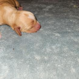 Girl 1 - Piebald female Dachshund puppy in Hot Springs, South Dakota from Ruhoff's Dachshunds