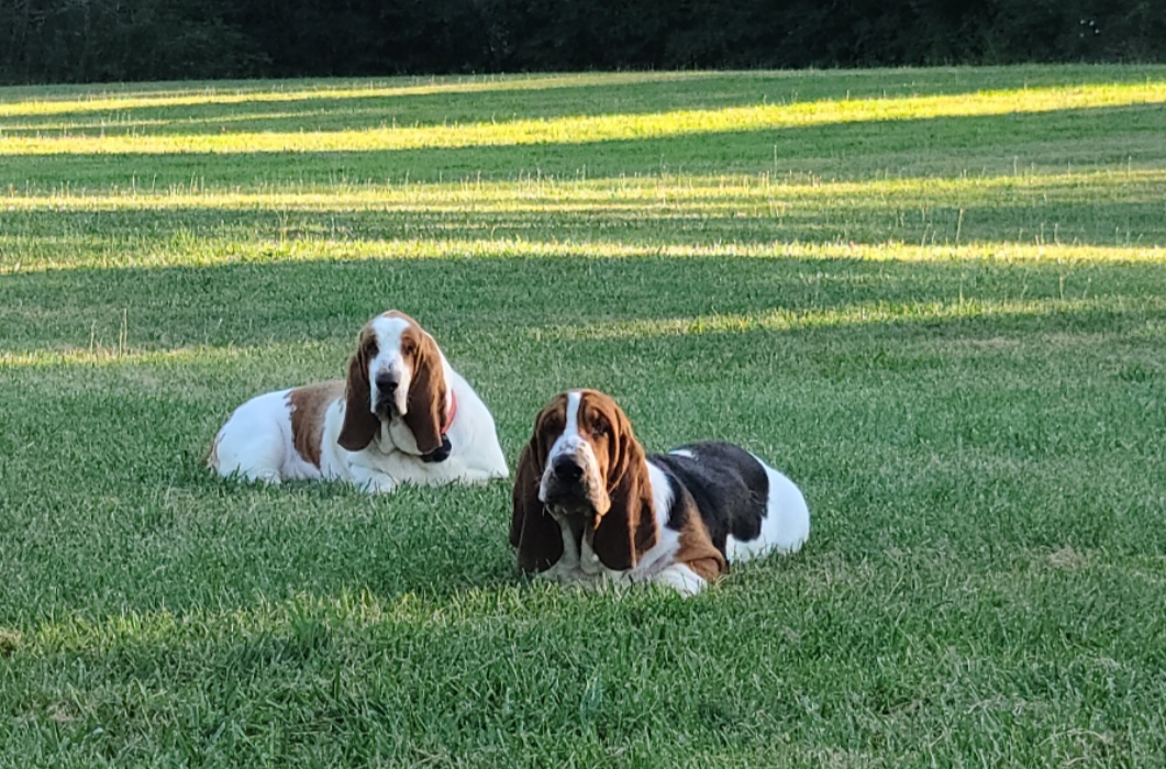 Basset Hound Puppies from Pride Rock Basset Hounds