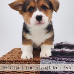 Gravy - Black and tan male Pembroke Welsh Corgi puppy in Pine Village, Indiana from NL Horsemanship