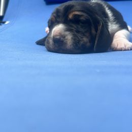Basset Hound Puppies from Basset Hound Puppies of Michigan