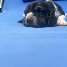Basset Hound Puppies from Basset Hound Puppies of Michigan