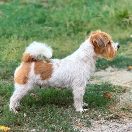 Fashion - White and tan female Russell Terrier puppy in Denton County, Texas from T/K Jack Russell Terriers & Dryline Dachshunds