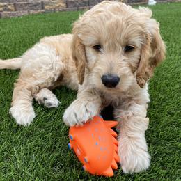 Bernedoodle and Goldendoodle Puppies from Dose of Doodles
