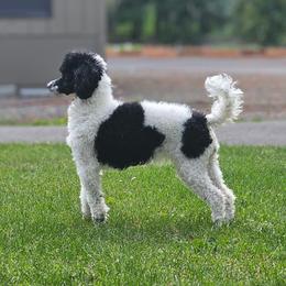 Athena - Poodle