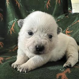 Boy 3 - Blue male Australian Cattle Dog puppy in Irvington, Kentucky from Dry Valley’s Australian Cattle Dogs