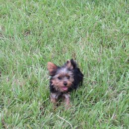LATTE - Black and gold male Yorkshire Terrier puppy in Independence, Louisiana from Holy Terriers Yorkies