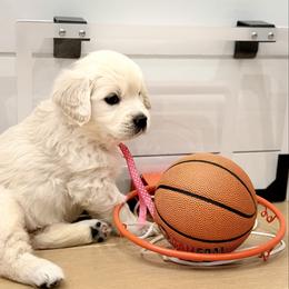 Hot Pink - Light golden female Golden Retriever puppy in Brewster, Washington from AB & Co. Goldens
