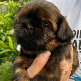 Sierra - Sable female Shih Tzu puppy in Chico, California from North State Shih tzus