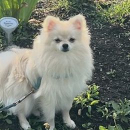 Pomeranians from Pom Sunshine