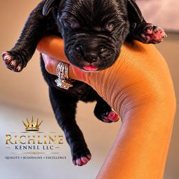 Black Male 1 - Black male Cane Corso puppy in Porter, Oklahoma from Richline Kennel