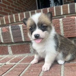 Pembroke Welsh Corgi Puppies from Carolina cotton candy corgis