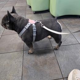 Bianca - French Bulldog