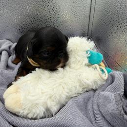 Tigerlilly - Black and tan female English Toy Spaniel puppy in Pennsylvania from Enchanting Charlies