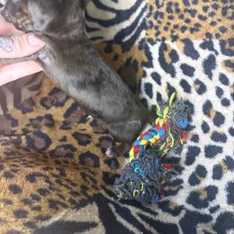 Billy - Dapple male Dachshund puppy in Richwood, West Virginia from Wild and Wonderful Wieners