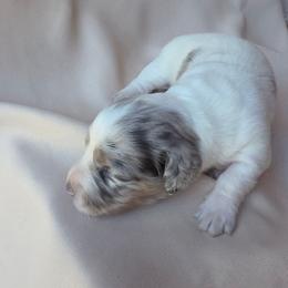 Sage - Dapple female Dachshund puppy in Buckeye, Arizona from Duran Dachshunds