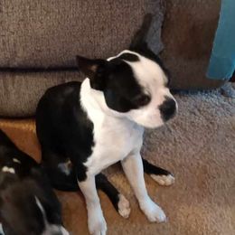 Neto - Boston Terrier