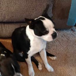 Neto - Boston Terrier