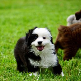 Miniature Australian Shepherd Puppies from Grace Oaks Aussies
