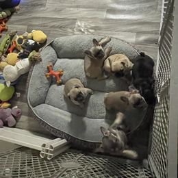 French Bulldog Puppies from Orderofthebulldogs, LLC