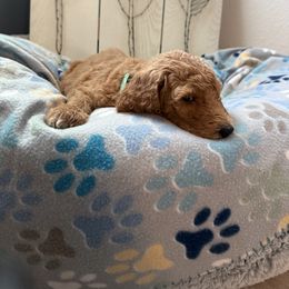 Goldendoodle Puppies from Daisy’s Doodles