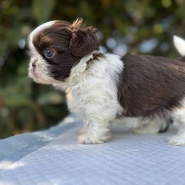 Benito - Liver and white Shih Tzu puppy in Bloomington, California from Horacio Basulto's Shih Tzu