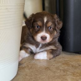 Jelly Bean - Red tri male Miniature Australian Shepherd puppy in Harker Heights, Texas from Comfy Cozy Kennel