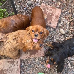 Archie - Cavalier King Charles Spaniel