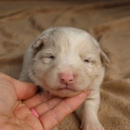 Grey Collar - Lilac merle male Border Collie puppy in Courtland, Alabama from C Bar C Ranch Border Collies