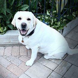 Ryelee - Labrador Retriever
