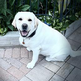 Ryelee - Labrador Retriever