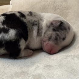Pup 9 - Blue merle female Australian Shepherd puppy in Tehachapi, California from Country Oaks Farm