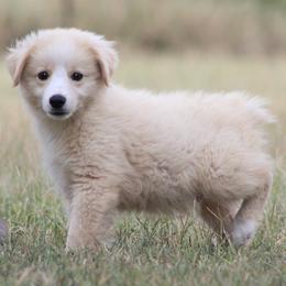 Uno - Yellow male Miniature Australian Shepherd puppy in Quapaw, Oklahoma from Rocky Hill Aussies