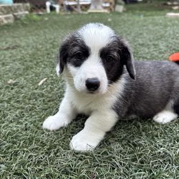 Daisy - Brindle and white female Cardigan Welsh Corgi puppy in Wekiwa Springs, Florida from It is Corgiland