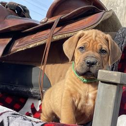 Choice Male 2 - Fawn male Boerboel puppy in Mansfield, Texas from Dynasty Blue Ridge Boerboel
