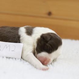 AKC Grand Champion Sired (RM2) - Red male Border Collie puppy in Noble, Oklahoma from CheckItOut Border Collies