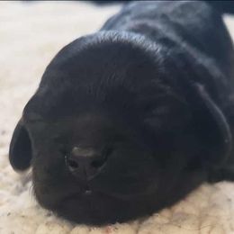 Black and tan female - Black and tan female Cockapoo puppy in Howell, Michigan from Robbin's Treasures