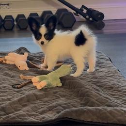 Prince - White and black male Papillon puppy in Howe, Oklahoma from Southern Sweet Papillons