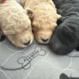 Quill - Cream male Goldendoodle puppy in Litchfield, Connecticut from Gracie Doodles CT