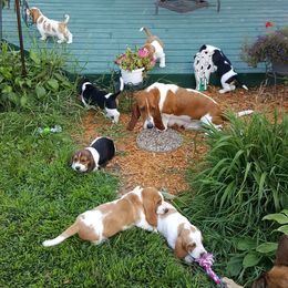 Basset Hounds from Blissful Basset Hounds
