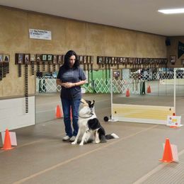 Scottish Collie  All Grown Up from Urquhart Collies