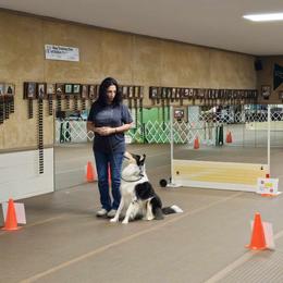 Scottish Collie  All Grown Up from Urquhart Collies