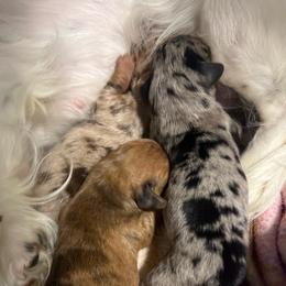 Dachshund puppies from Kalua's Doxies
