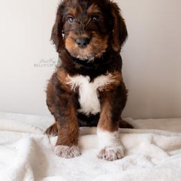 Ron Weasley - Brown male Schnoodle puppy in Memphis, Tennessee from Bentley's Beloved Paws