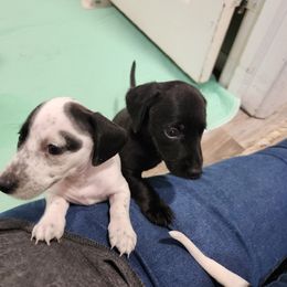 Dachshund Puppies from Snake River Dachshunds