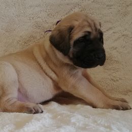 Mastiff and Neapolitan Mastiff Puppies from Sims English Mastiffs