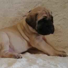 Mastiff and Neapolitan Mastiff Puppies from Sims English Mastiffs