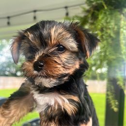 Bo - Black and tan male Yorkshire Terrier puppy in Bryan, Texas from Shayle's Yorkie Pups
