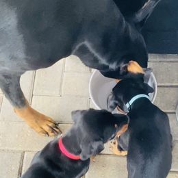 Doberman Pinscher Puppies from TeatreeDoberman