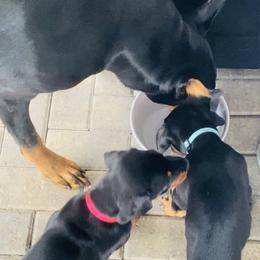 Doberman Pinscher Puppies from TeatreeDoberman